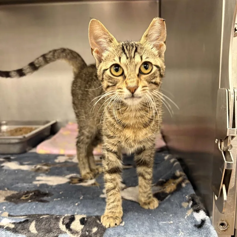 A baby small-sized female Brown / Chocolate Domestic Short Hair cat named Desiree for adoption in Beaumont, TX