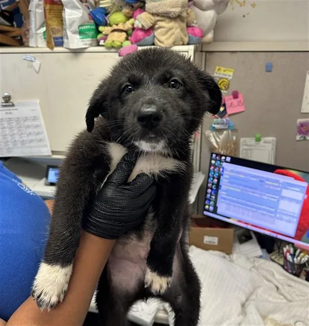 A baby small-sized male German Shepherd Dog dog named Yoshi for adoption in Stockton, CA