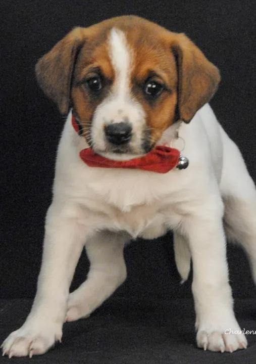 A baby medium-sized female White / Cream Feist dog named Smiley for adoption in Newland, NC