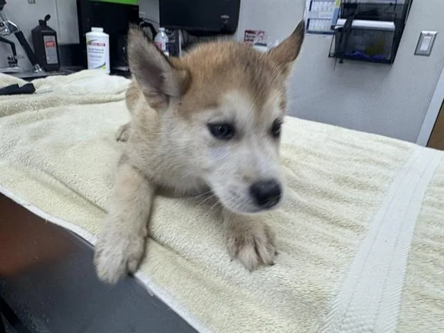 A baby small-sized male Siberian Husky dog named Paul for adoption in Garland, TX