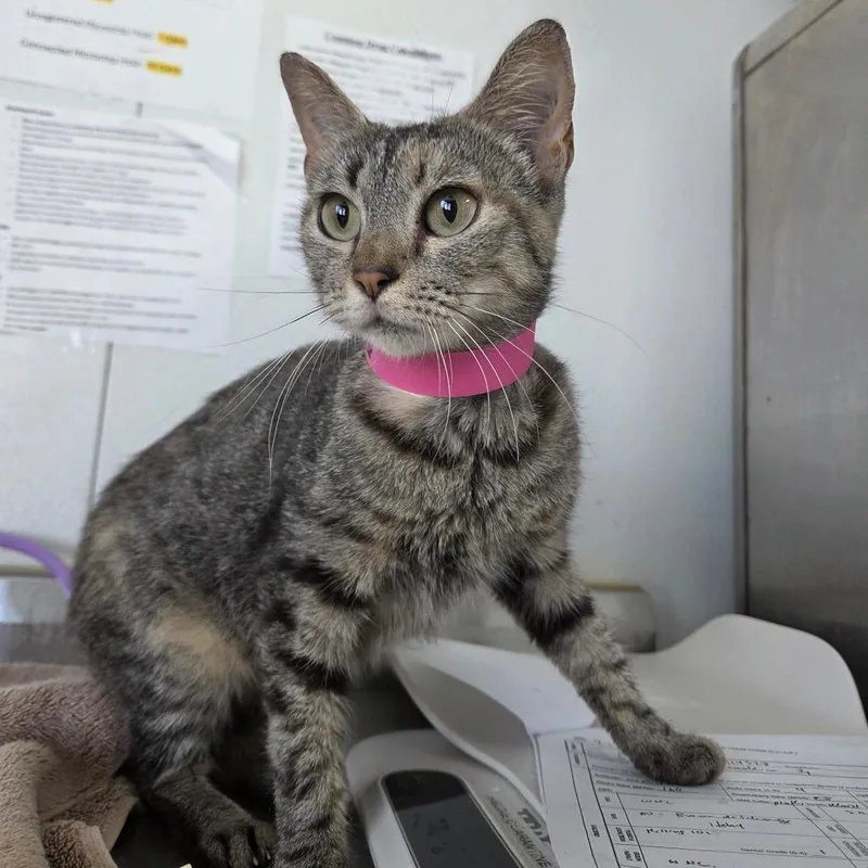 An adult medium-sized female Brown / Chocolate Domestic Short Hair cat named Cheesecake for adoption in Lakeland, FL