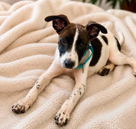 A baby medium-sized male Australian Cattle Dog / Blue Heeler dog named Copper for adoption in Moyock, NC