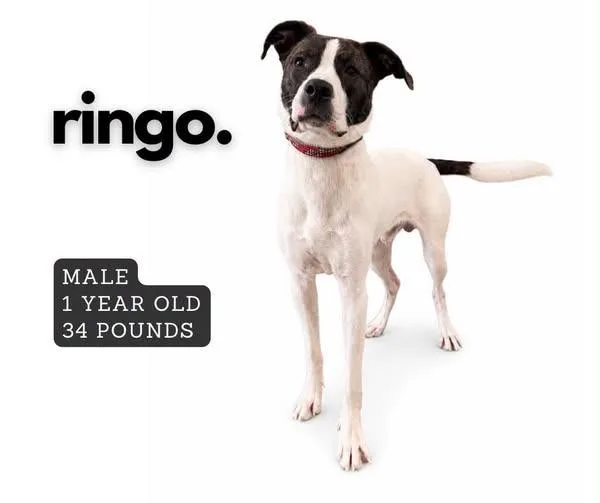 A young medium-sized male Mixed Breed dog named Ringo for adoption in Ashland, KY