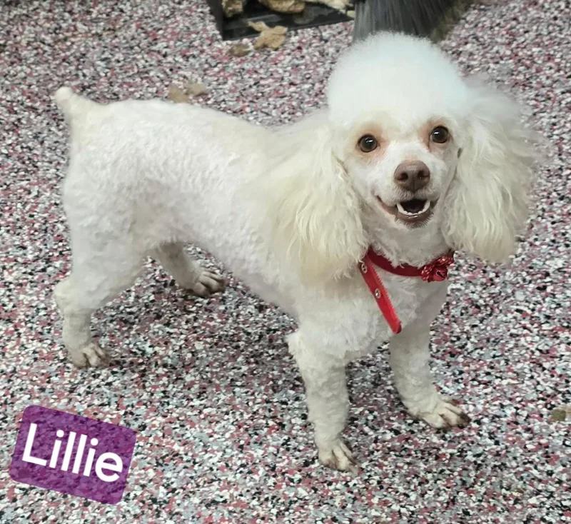 Lillie