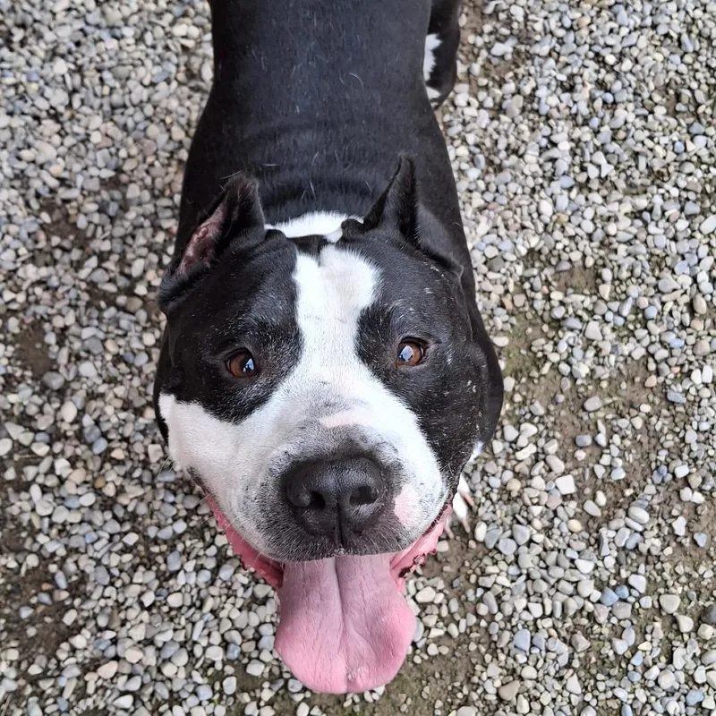 Samson