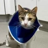 An adult medium-sized female Orange & White Domestic Short Hair cat named Charm for adoption in Hilliard, OH