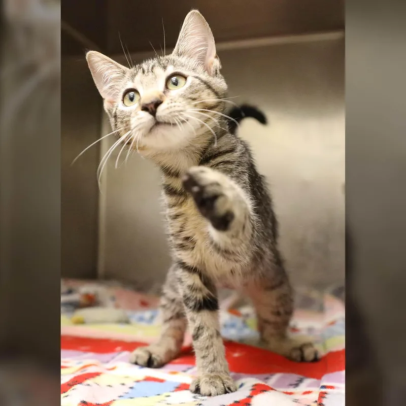 A baby medium-sized male Tabby (Brown / Chocolate) Domestic Short Hair cat named Jasper for adoption in Lambertville, NJ