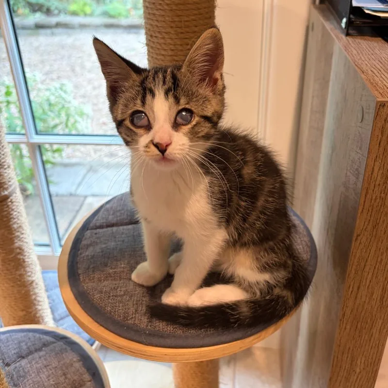 A baby small-sized male Brown / Chocolate Domestic Short Hair cat named Benny for adoption in Ferndale, MI