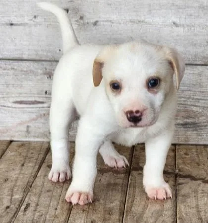 A baby medium-sized female Terrier dog named Fable for adoption in Madison, NJ
