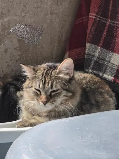 A baby small-sized female Black Domestic Medium Hair cat named Olivia for adoption in Liverpool, TX