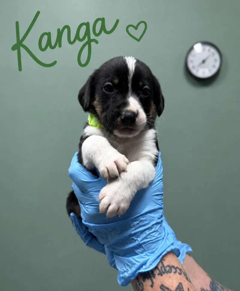 Kanga Coonhound Puppy