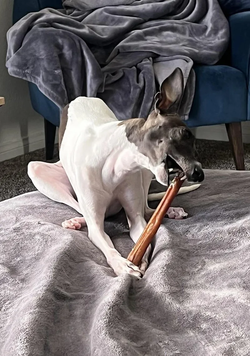 A young small-sized female Italian Greyhound dog named Juniper for adoption in Norcross, GA