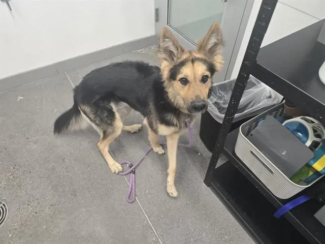 A young large-sized male German Shepherd Dog dog named Zane for adoption in Mesa, AZ