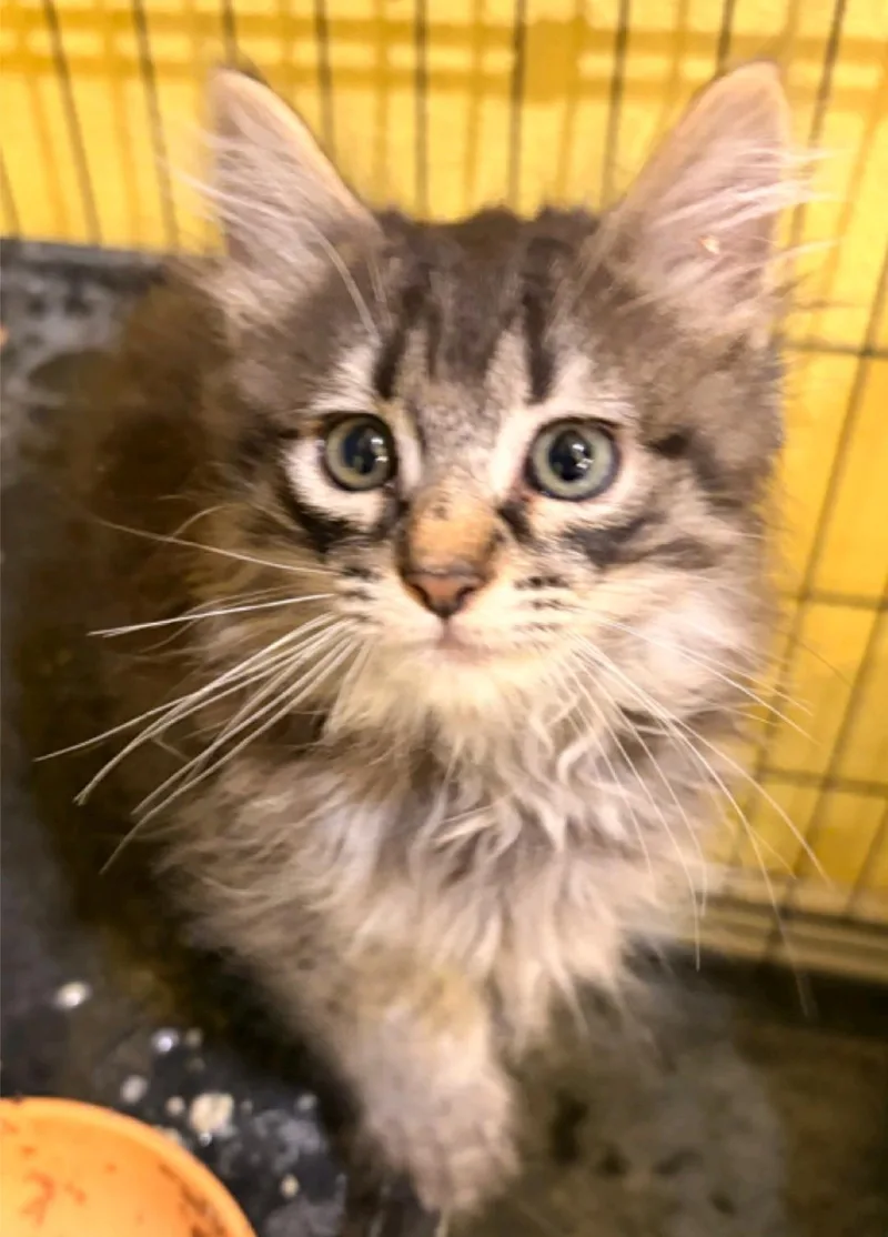 A baby medium-sized male Domestic Medium Hair cat named Pollywog for adoption in Reno, NV