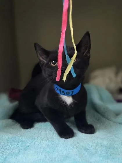 A baby small-sized male Domestic Short Hair cat named Fe for adoption in Westland, MI
