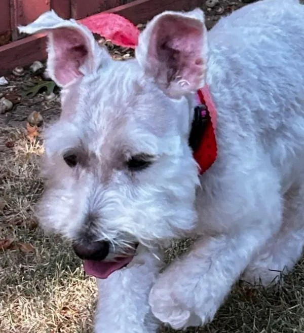 An adult small-sized male White / Cream Miniature Schnauzer dog named Petey for adoption in Carrollton, TX