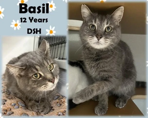 A senior medium-sized male Tabby (Gray / Blue / Silver) Domestic Short Hair cat named Basil for adoption in Franklin, IN