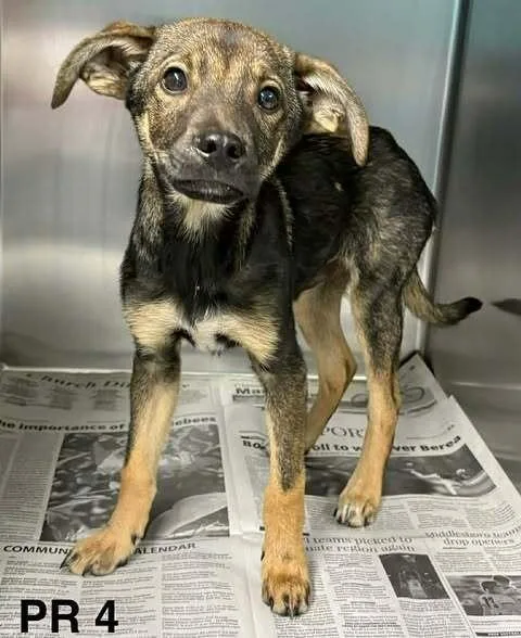 A baby small-sized male Brown / Chocolate Terrier dog named Acorn for adoption in Brewster , NY