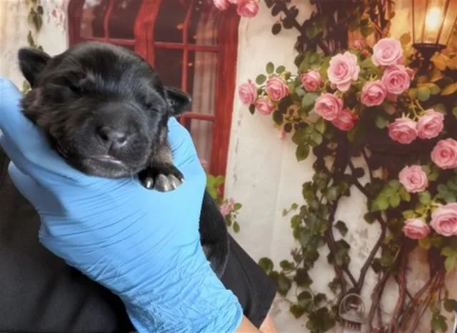 A baby small-sized male German Shepherd Dog dog named Bennet for adoption in San Bernardino, CA