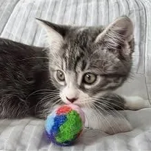 Arya