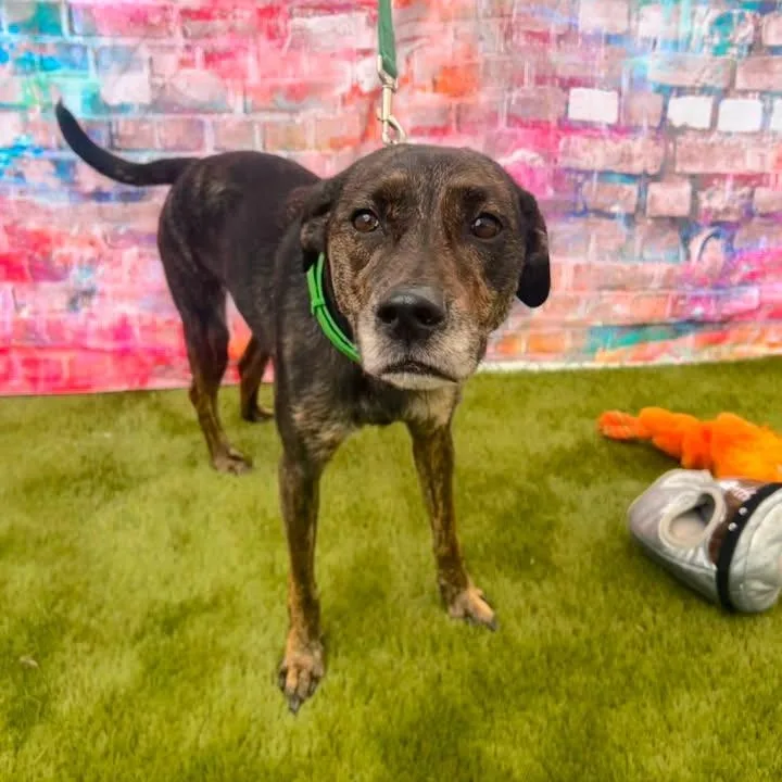 An adult medium-sized female Brindle Mixed Breed dog named Liberty for adoption in Warren, OH
