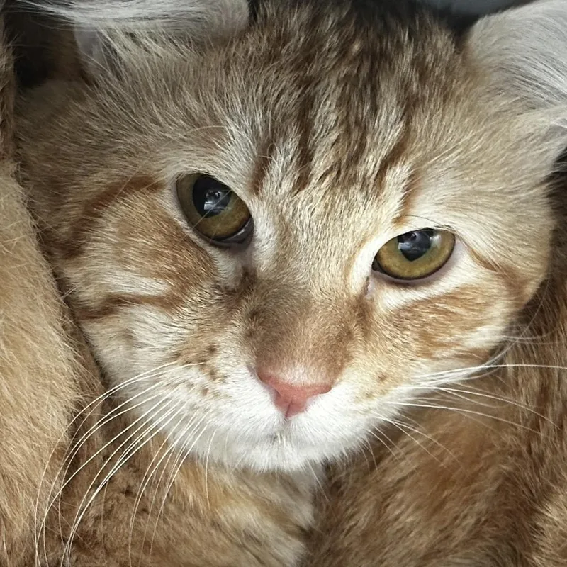 Gio