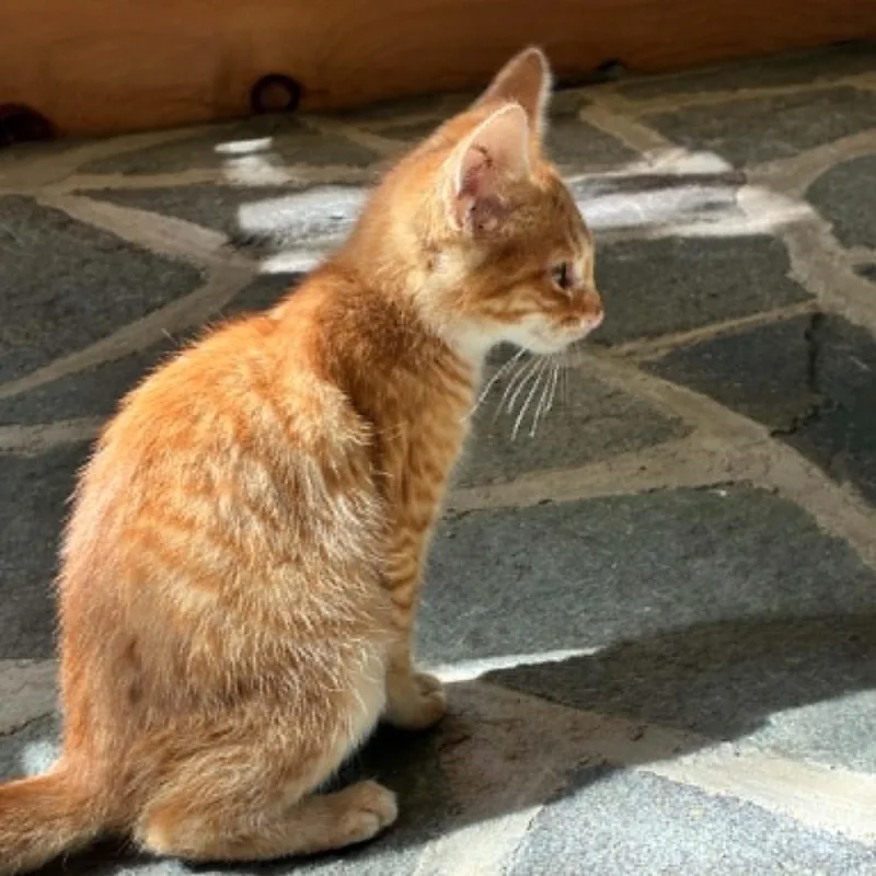 A baby medium-sized female Tabby (Orange / Red) Tabby cat named Carrot Cake for adoption in Hawley, PA