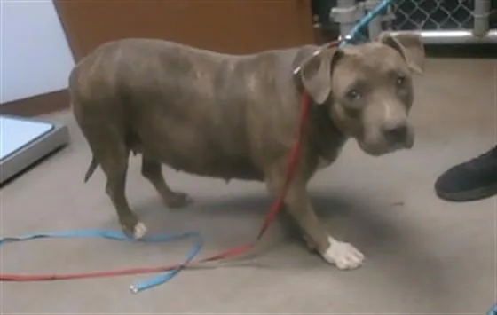 An adult large-sized female Pit Bull Terrier dog named Emma for adoption in Phoenix, AZ
