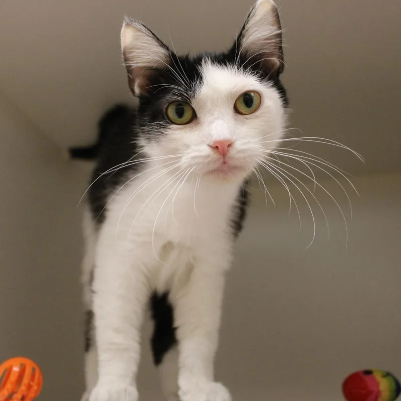 A young large-sized female Black Domestic Short Hair cat named Panda for adoption in Champaign, IL