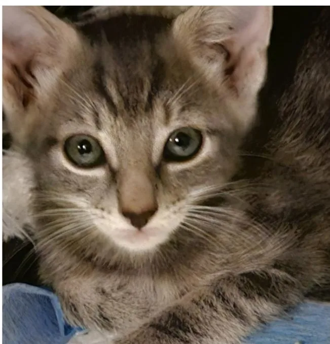 A baby small-sized female Tabby (Gray / Blue / Silver) American Shorthair cat named Gigi for adoption in Brooklyn, NY