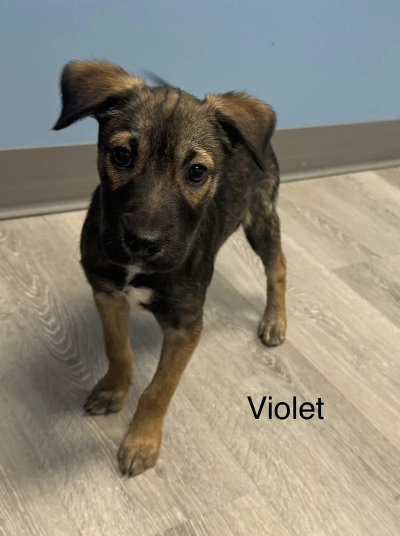 A baby medium-sized female Tricolor (Brown, Black, & White) Jack Russell Terrier dog named Violet for adoption in Ulster, PA