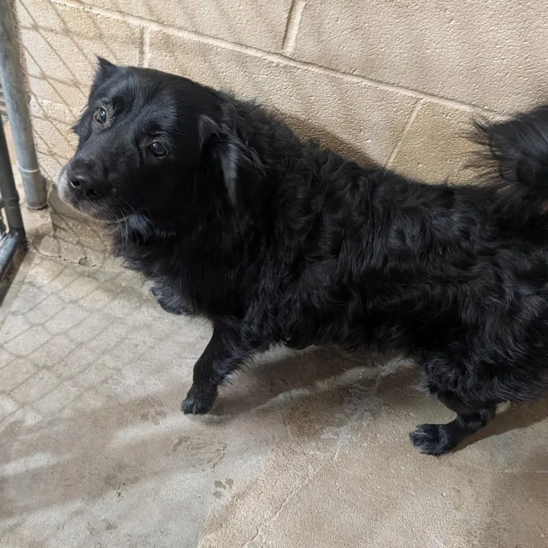 An adult medium-sized female Australian Shepherd dog named Porsha for adoption in Amarillo, TX