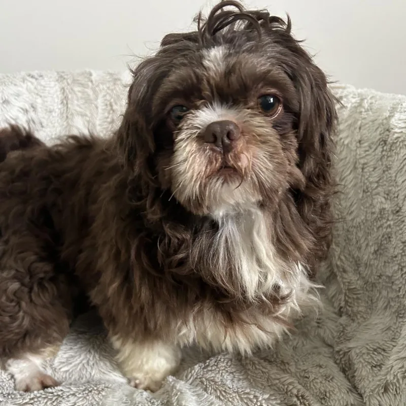 An adult small-sized male Shih Tzu dog named Jerry for adoption in Cincinnati, OH