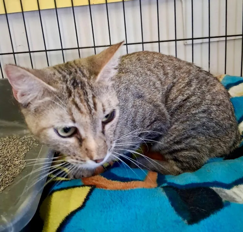 A young medium-sized female Domestic Short Hair cat named Angel for adoption in Ogden, UT