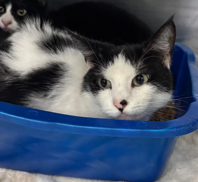 A young medium-sized female Domestic Short Hair cat named Emma for adoption in Danielsville, GA