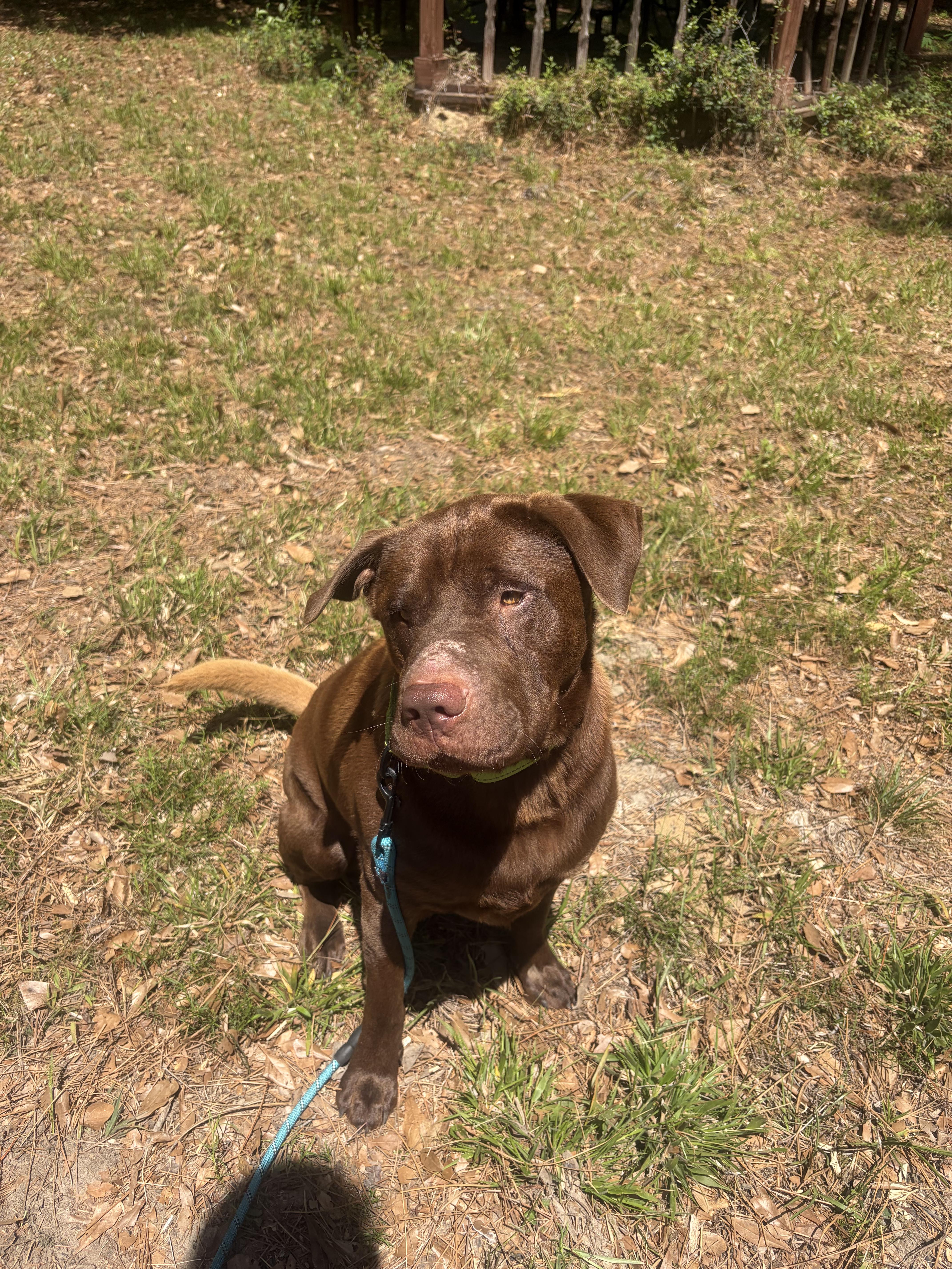 Yogi