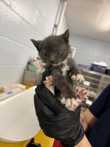 A baby small-sized female Domestic Short Hair cat named Baking Soda for adoption in Millersville, MD
