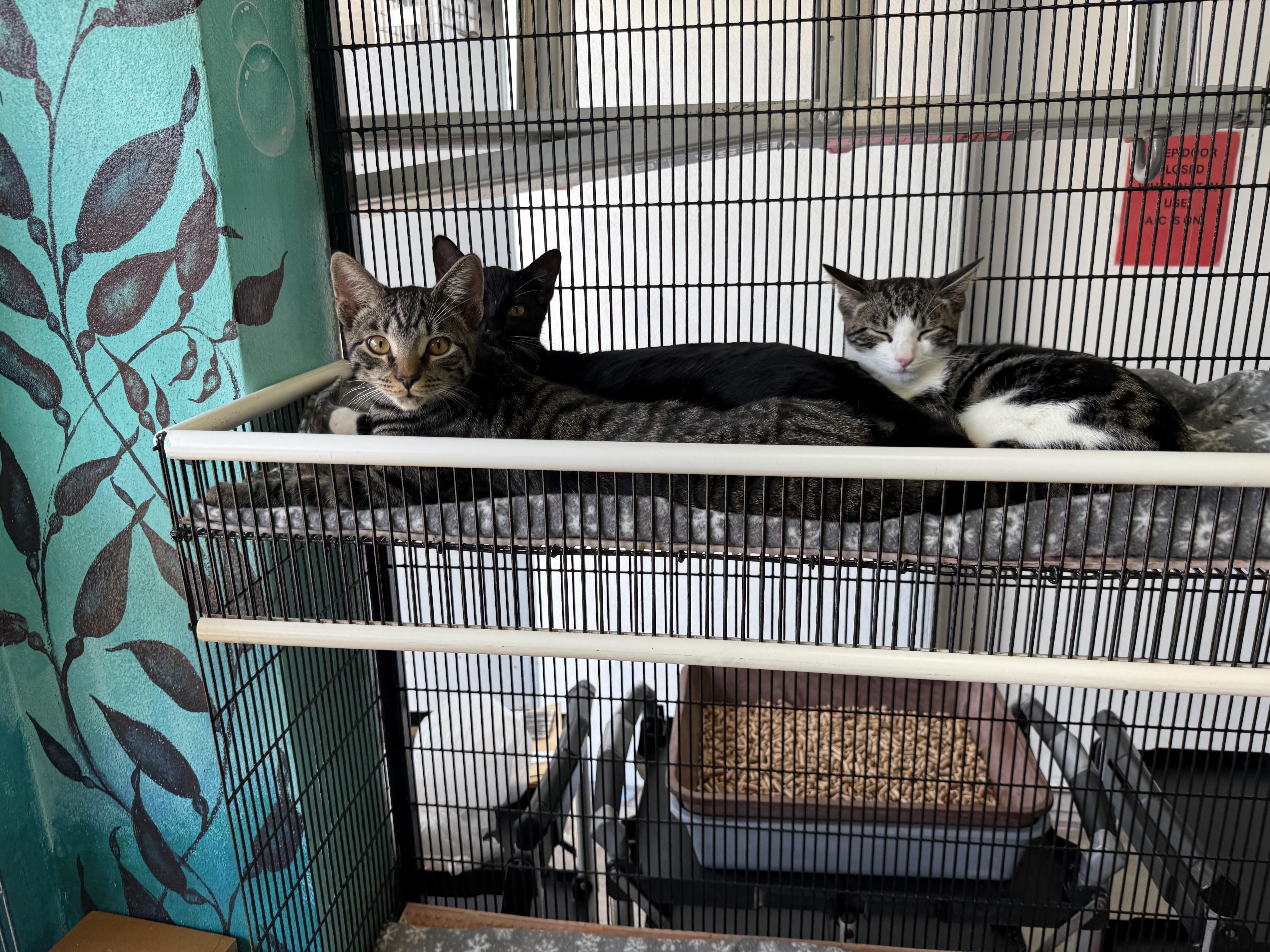 A young medium-sized male Tabby cat named Ferrari for adoption in Newport Beach, CA