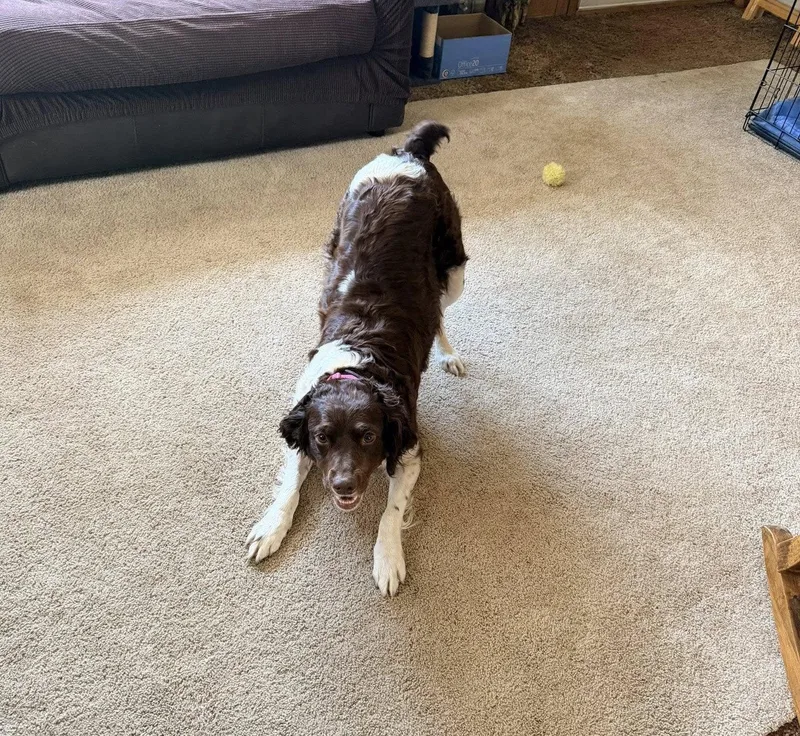 An adult medium-sized female Brittany Spaniel dog named Ohdaisy for adoption in Baldwinsville, NY