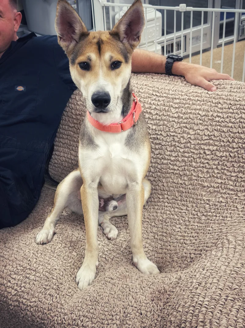 A young medium-sized male Apricot / Beige German Shepherd Dog dog named Anubis for adoption in Oxford, NC