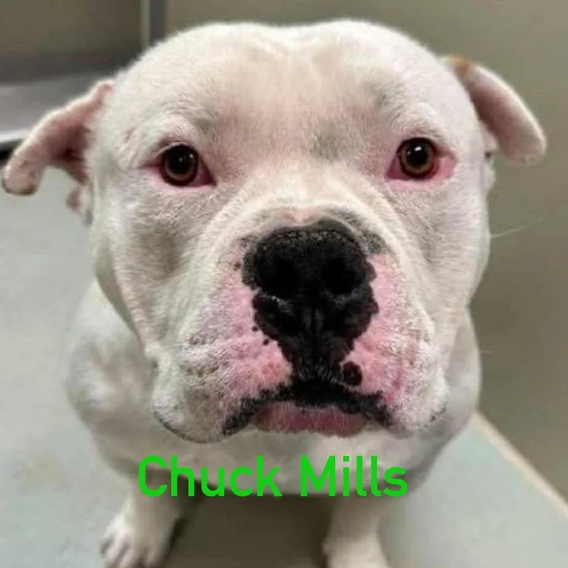 Chuck mills thumbnail 5