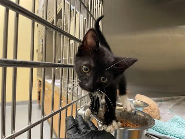 A baby small-sized male Domestic Short Hair cat named Beanie for adoption in Tustin, CA