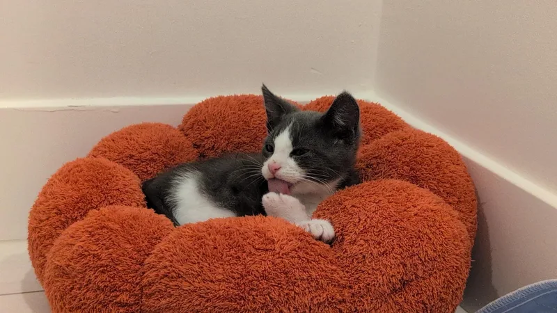 A baby small-sized male Black & White / Tuxedo Domestic Short Hair cat named Toni & Fritz for adoption in Los Angeles, CA