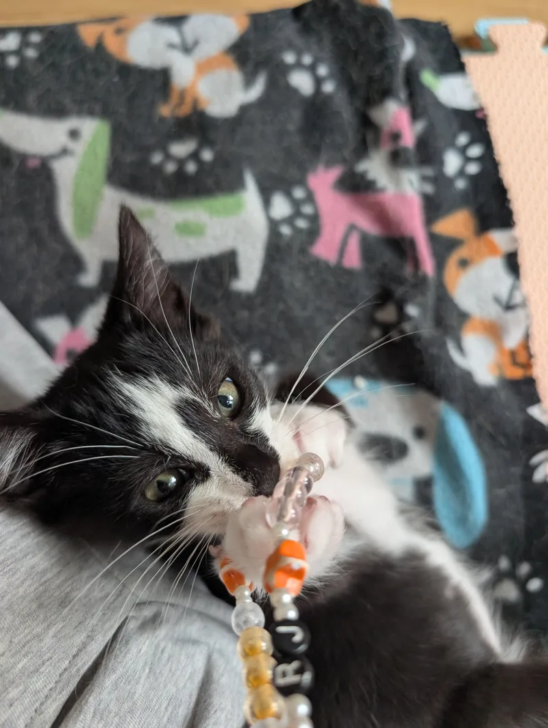 Toni & Fritz thumbnail 5