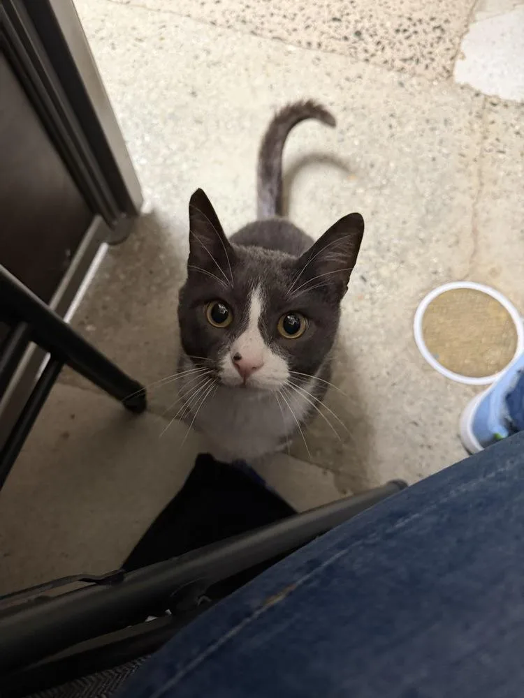 An adult medium-sized male Gray & White Domestic Short Hair cat named Pogo FIV for adoption in East hartford, CT