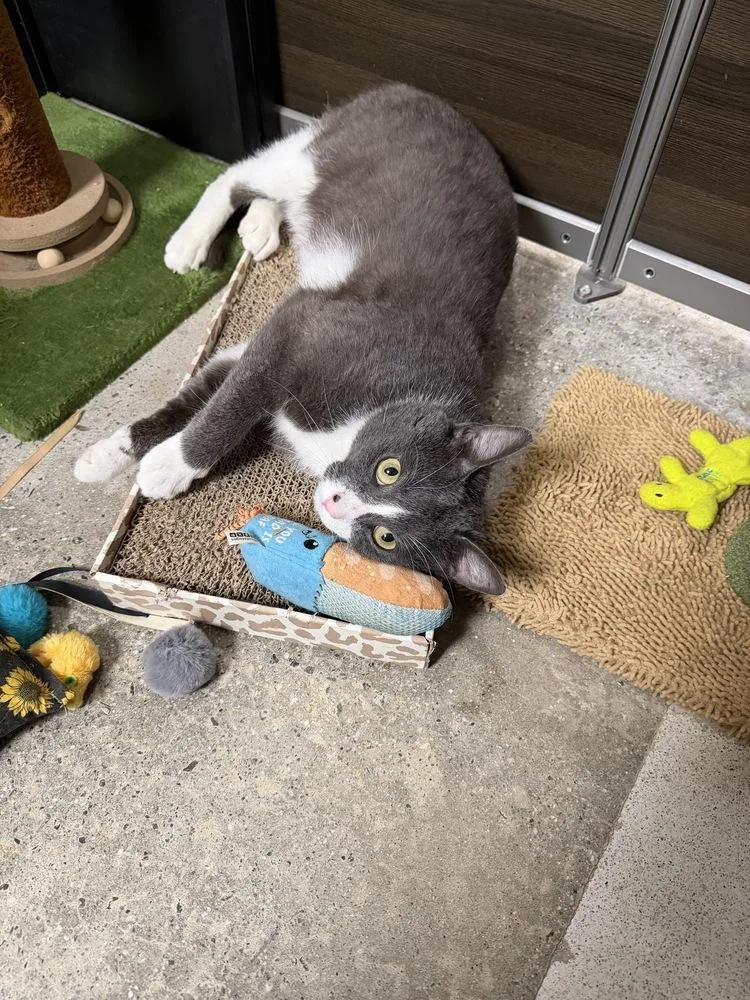 Pogo  FIV thumbnail 2