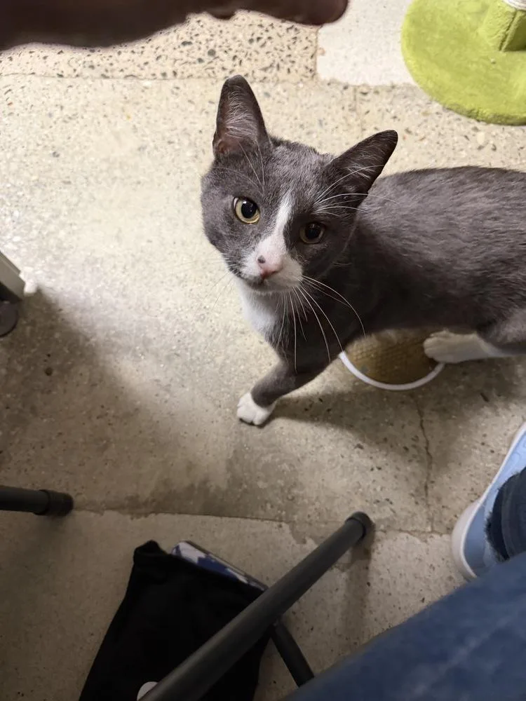 Pogo  FIV thumbnail 3