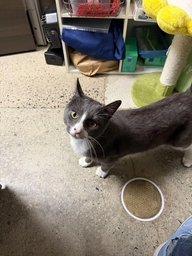 Pogo  FIV thumbnail 4