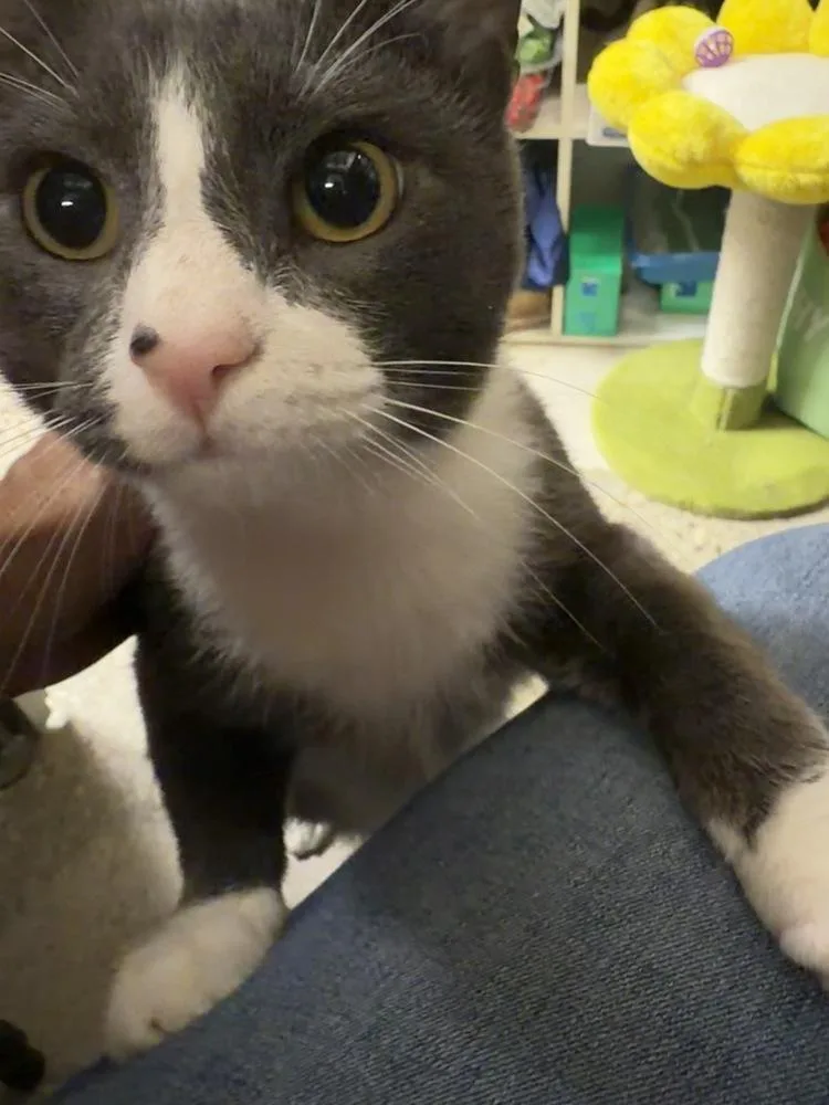 Pogo  FIV thumbnail 5