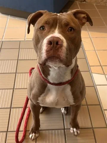 A young medium-sized female Pit Bull Terrier dog named Cinnabon Delight for adoption in Dayton, OH